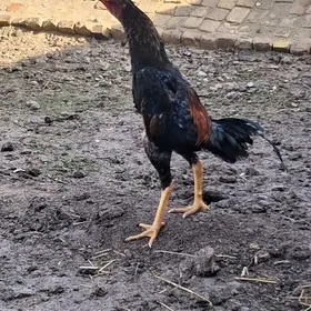 байсов хораз