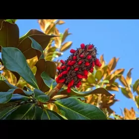 çynar, ýasin, klýon