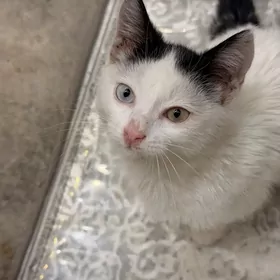 Akja pişik  Котенок