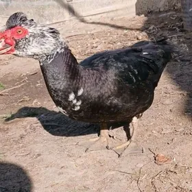 Ördek indutga towuk bedene gus