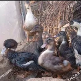 Ördek indutga goýun sygyr düýe