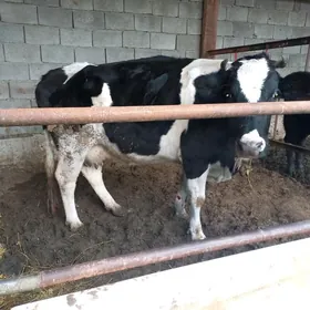 Галишдейин сигир