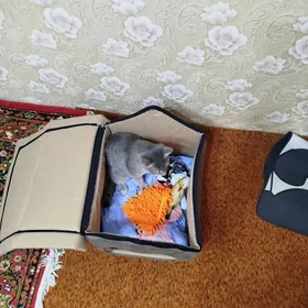 домик для кота