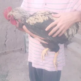 ЮМУРТА ДЖЕРСИ ГИГАНТ