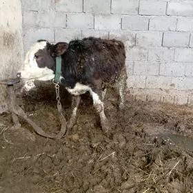 OKUZ KELEK TOHIM MAL