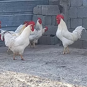 Adler Sendi  Brama  Suss horaz