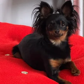 нужен самец русский той терьер