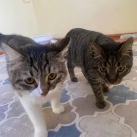 Котам Ищем Девочек