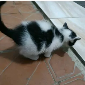 котята в добрые руки.