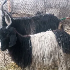 Goýunlar wegeçiler