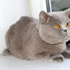 лиловый кот