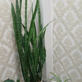 Сансеверия