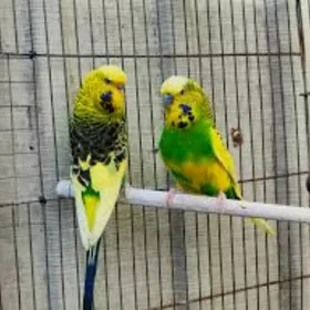 popugay komplekt gus