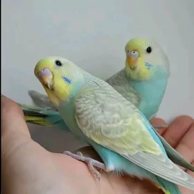 popugay komplekt gus