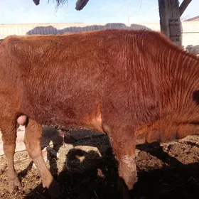 баклык окуз мейдан