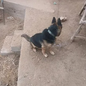 Afçarka  wastosny ýewropika