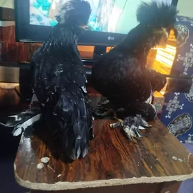 КАРЕЙКА  юмургасы 40манат