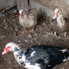 индевутга газ