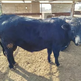 mesni okuz gara 2yasynda