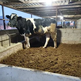 1yas 7aylyk şwes tohum okuz