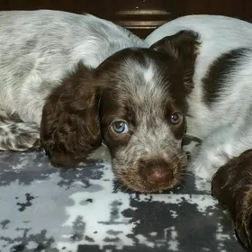 Русский спаниэль