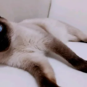 сиамская кошка