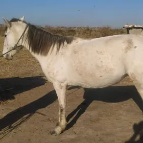 ак гущ ахалтеке ат