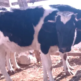 galişdeýin gaçar urb