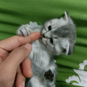 Shotland wislouhi shinshilla