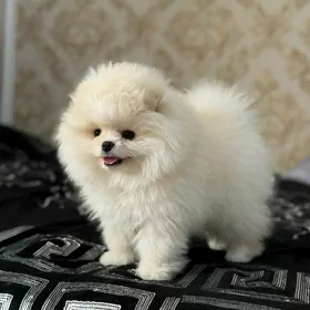 померанский шпиц мишка