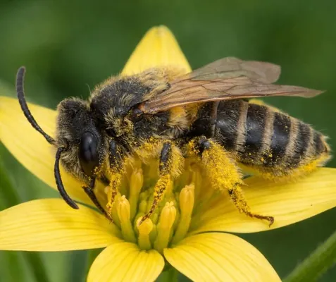 В Казахстане описали новый вид пчелы: его назвали в честь Новруза