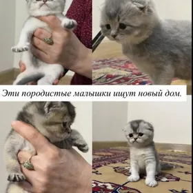 pişikler, котята