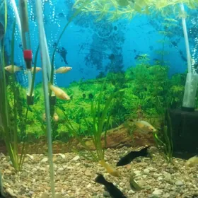 Аквариум