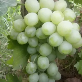 Düye gumalak üzüm Nahaly