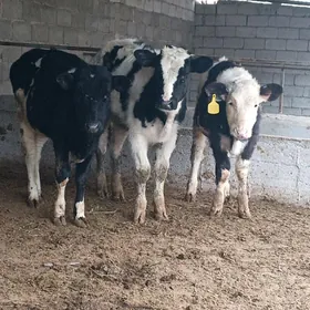 Golişdeýin tüweler