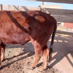 баклык окуз