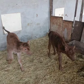 göle gulajyn emdirmeli