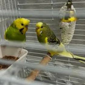 popugay sowgatlyk guslar