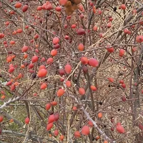 it burun( шиповник)