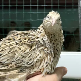 Bedene Перепелки