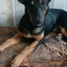 щенок в добрые руки