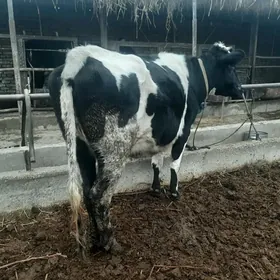 çorny piýostyr ýetik Bogaz