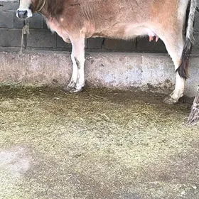 Gysyr sygyr sagylyan