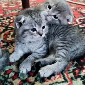 котята породистые paroda pisik