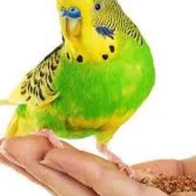 Kletka ve popugai guslar