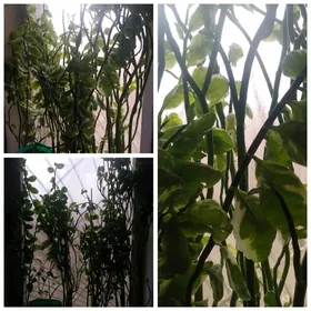 Цветы в горшках-Педилантус!!!