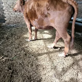 zemiz sığır öküz