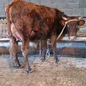 arginal tohum goleli sygyr