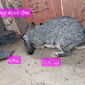 Welikan towşan beçeler