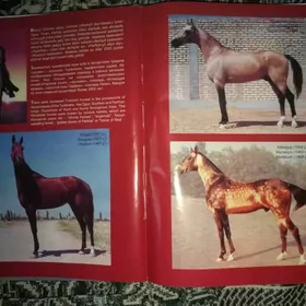 Ahalteke-Behisde Bedewler.